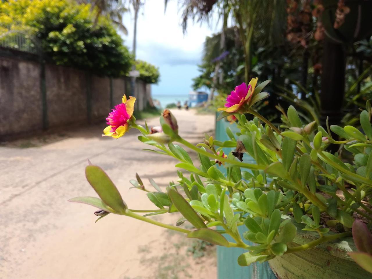 Julie Guest House Тангалла Экстерьер фото
